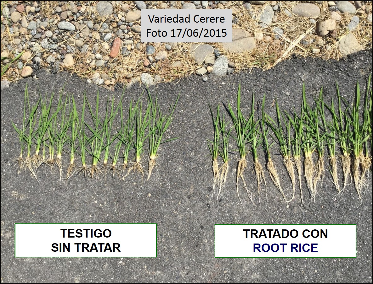 Comparación de las plantas de arroz tratadas con ROOT RICE frente a Testigo